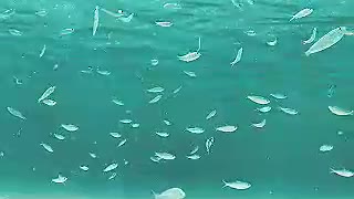 FISHES in