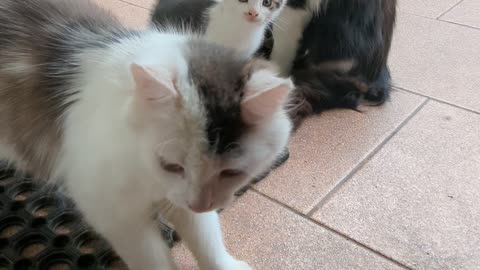 Cat family