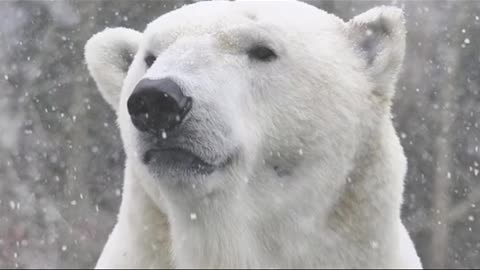 Hermoso oso Polar