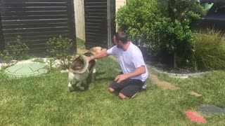 Dog Reunited with Owner