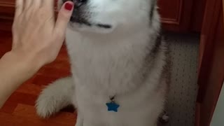 Cute! Dog in socks waits patiently for a treat