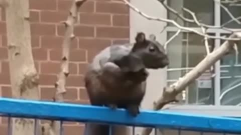 Urban Animals - Squirrel Peek a Boo ~ Climbs Fence ~ Runs on Top of Fence