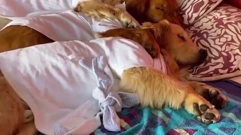 You won't believe how cute these good boys look while asleep