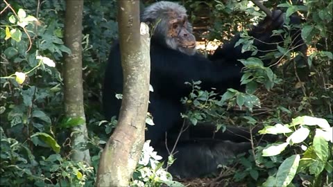 Orphaned and rescued Chimpanzees