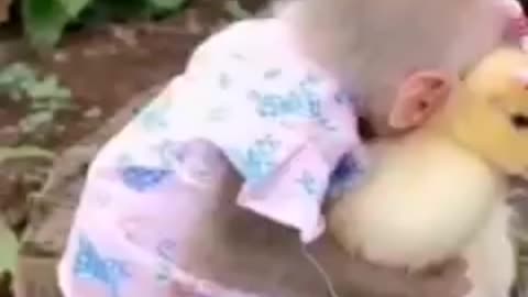 Baby monkey playing with chick