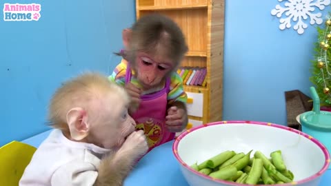 Chef BiBi harvests eggs to make egg rolls for baby monkey Obi