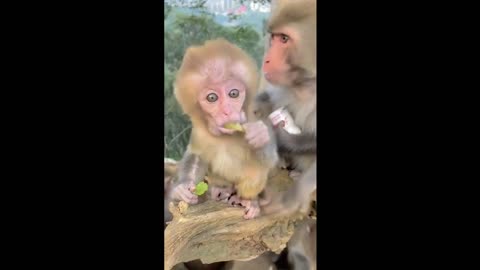 Funny And Cute Baby Animals Videos - Cute Baby Pets Part2