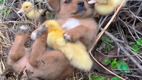 Funny animal videos|Cute animal videos |Funny dog&cat videos|Hilarious pet videos|funny video