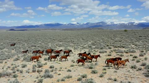 Aerial Drone Shot of Wild Horses Galloping Through Mountain Field, Slow Motion