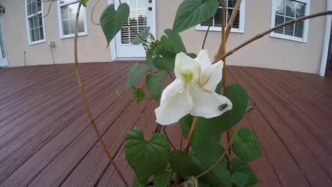 Moon Flower’s First Bloom in Moonlight | GoPro HERO4 Silver Timelapse