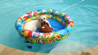Yellow Lab Naps With Teddy Bear In Kiddie Pool Floating In Normal Sized Pool