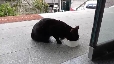 I'm hungry. I'm a stray cat eating like crazy.