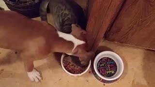 Hungry Cat Weasels Its Way Into Dog's Food Bowl
