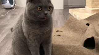 Cat Has Hilarious Reaction to Cheese Challenge