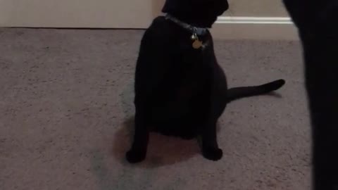 Confused cat keeps thinking owner is throwing a toy