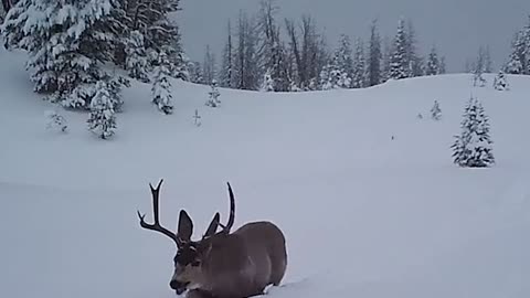 Watch as a snow storm hits Buffalo New York. They freeze due to lake effect