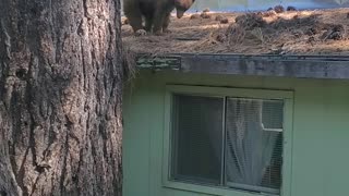 Young Bear Makes a Home Out of a Human's Roof