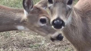 Can gran have a kiss from baby deer?