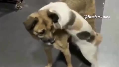 Cat Reunited With Dog