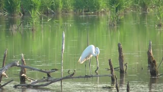 167 Toussaint Wildlife - Oak Harbor Ohio - Watch Egret Take Flight