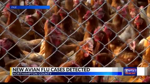 New avian flu cases reported in Pa