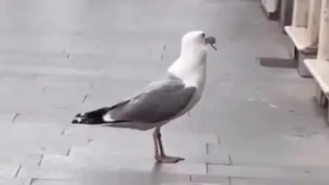 Bird feeding well Quietly on the sidewalk.