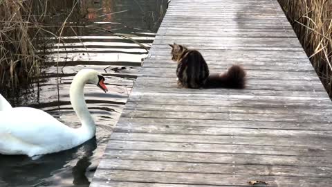 Cat Swats at Swans