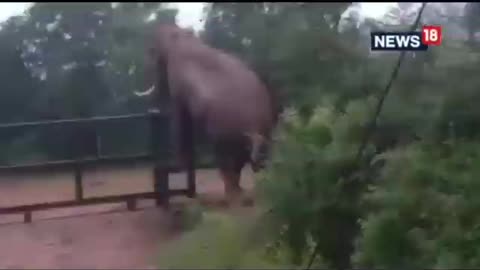 Viral | Elephant Climbing And Crossing Over The Rail Fence | #Shorts | Elephant Videos | CNN News18