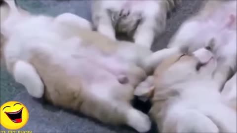 Cute sleepy pets