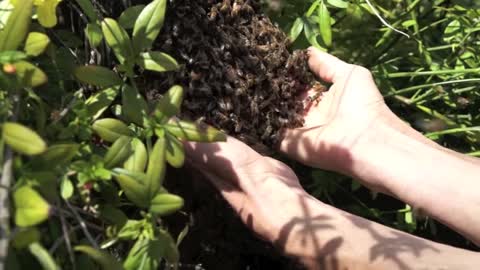 Moving a Honey Bee swarm with bare hands