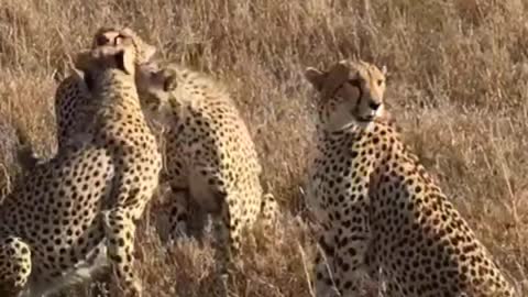 A LeapOf Leopards In The Wild