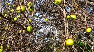 Apple Tree