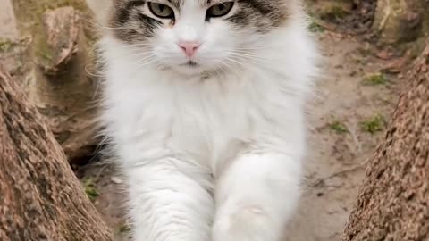 Cat pawing a tree trunk