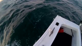 Shark Circles Fishing Boat