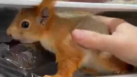 Baby Squirrel Forages In Fridge