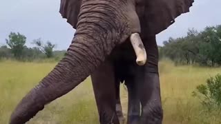 Eephant passing by