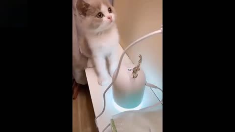 Cute and Funny Baby Pets Combination