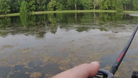 Thursday Morning Pond Bass