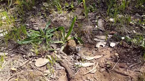 Beetles Rolling A Dung