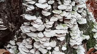 Mushroom covered tree