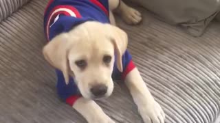 Puppy as captain america