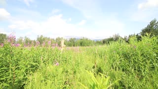 Fireweed flowers Alaska