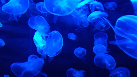 Jellyfish Aquarium ~ Relaxing Music for Sleep, Study, Meditation & Yoga