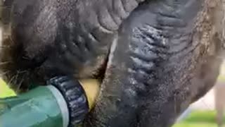 Horse Drinks From Hose