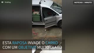 Raposa invade carro para roubar pizza