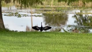 Wildlife at Lake Harris’ Venetian Garden (Bird)