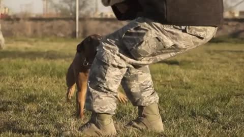 Military training dogs|Training army dogs vidio
