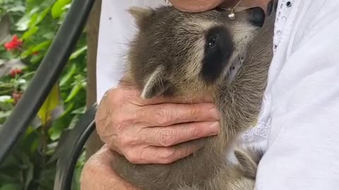 Raccoons purr! Rescued baby raccoons finally feel safe snuggling with their foster mom.