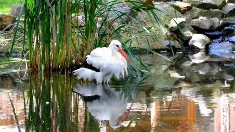 Beautiful Golden pheasants and Wading Birds