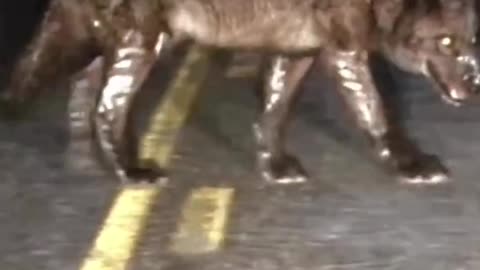 Giant wolf #shorts #shortvideo #video #virals #videoviral